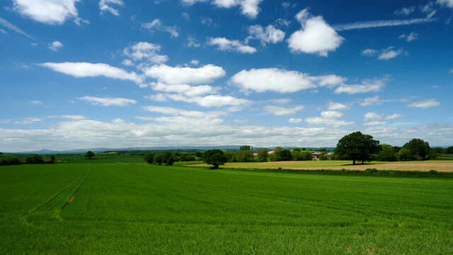 Agriculture farm field in english countryside with blue sky and small clouds .
