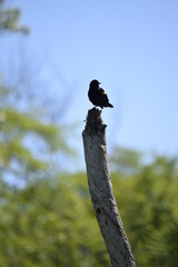 Bird on wooden pole in park
