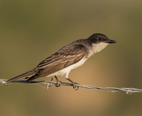 Eastern Kingbird