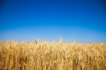 Sunset golden color wheat field and blue sky