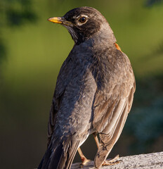 american robin