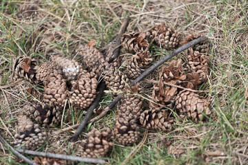 pine cone in the grass