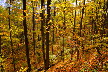 High angle view of the autumn scene of the forest in the valley