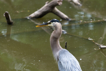 Ardea herodias or great blue heron