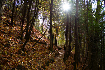 Autumn leaf colour of the forest with lens flare