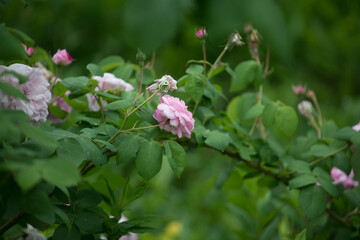 old pink rose bush in a Victorian-themed public garden - overcast sky