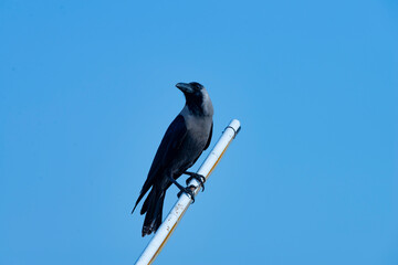 Black Raven Standing in White Pole