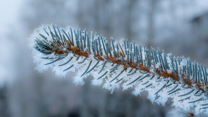 Snowy branch and hoar frost covered pine needles Canadian winter landscape background