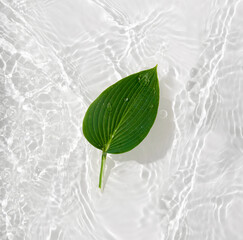 Water banner background with leaves hosts. White water texture,  surface with rings and ripple. Spa...