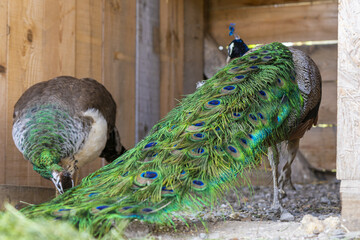 Two beautiful exotic peacocks at the zoo