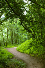 Fototapeta na wymiar Green forest winding path. A curve footpath going into a distance in a dark park, wood in spring, summer. Natural landscape wallpaper. High green trees on brown soil. Forest glade in shade of trees.