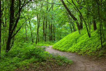 Green forest winding path. A curve footpath going into a distance in a dark park, wood in spring, summer. Natural landscape wallpaper. High green trees on brown soil. Forest glade in shade of trees.