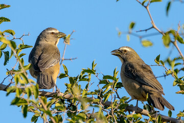 pareja de petitero gris