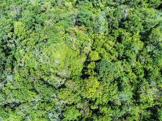 Aerial view of trees in a tropical forest