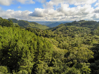 Fototapeta na wymiar Aerial view of forest in valley