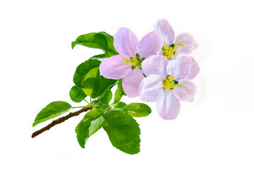 Flowering branch of Apple tree isolated on a white background.