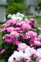 Pink and White Peonies in the Garden