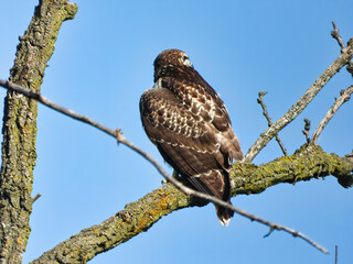 Red Tailed Hawk Perched on Branch: A young red-tailed hawk bird of prey raptor is perched on a branch looking out to its side