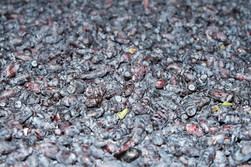 Harvesting. Ripe honeysuckle berries spread out on the surface to dry.