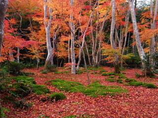 散紅葉のある庭園