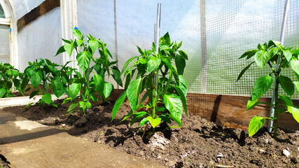 The pepper grows in a greenhouse. The bell pepper shrub is grown under a film. Vegetables in the garden.