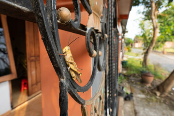 grasshoppers on a black iron fence