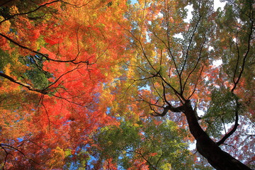 autumn leaves 紅葉の鮮やかなグラデーション