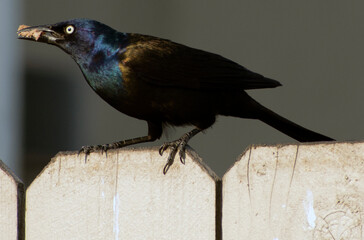 A black crow sits on a fence.