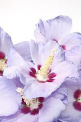 Fototapeta na wymiar purple flower of Hibiscus syriacus on a white background