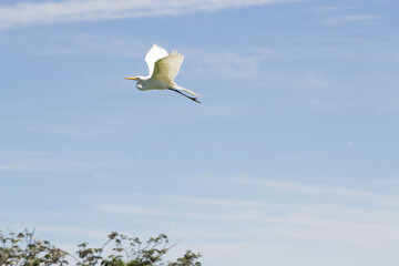 Platalea alba, garza blanca en Esteros del Iberá