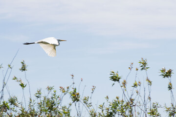Platalea alba, garza blanca en Esteros del Iberá