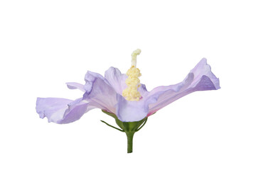 purple flower of Hibiscus syriacus on a white background