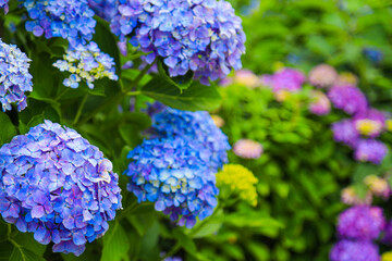 満開の紫陽花