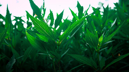 green grass with dew drops