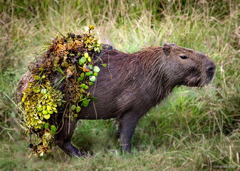 carpincho en Esteros del Ibera