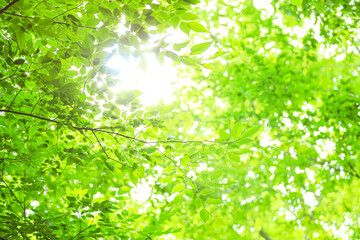 新緑　エコイメージ