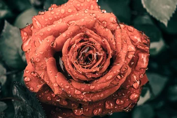 Schöne Rose im Vintage-Stil  Naturhintergrund © joeycheung