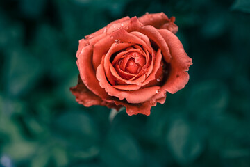 Beautiful Rose on Vintage style; nature background