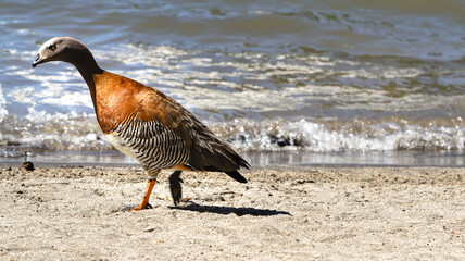 Cauquén de Cabeza Gris, Ashy-headed Goose,  Chloëphaga poliocephala, en Villa La Angostura © Mariana