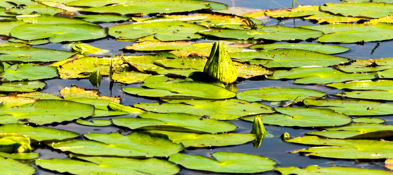 Camalote en Esteros del Iber&aacute;
