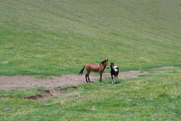 caballo en pradera en Mendoza