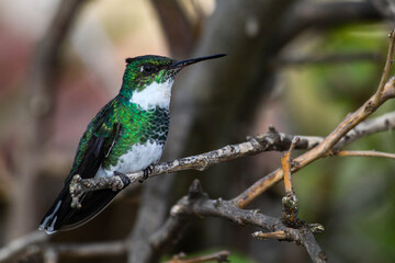 Colibri posando en una rama con sus colores verdes y un fondo desenfocado