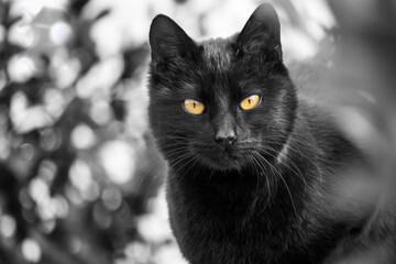 Gato negro con fondo negro desenfocado y ojos amarillos