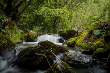 Covered With Moss Rocks And Tree Stock Photo - Download Image Now