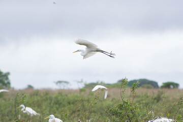 garza blanca