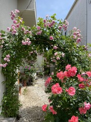 Fototapeta na wymiar つるバラとクレマチスが咲く5月の庭