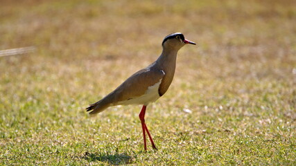 Crowned lapwing (Vanellus coronatus) in a field at the botanical garden in Pretoria, South Africa