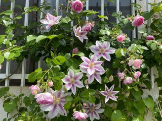 つるバラとクレマチスが咲く5月の庭