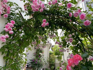 つるバラとクレマチスが咲く5月の庭