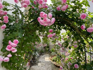 つるバラとクレマチスが咲く5月の庭